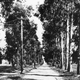 Illustration for article titled Photos of L.A.s Most Famous Streets When They Were Dirt Roads